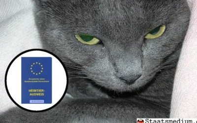 Erste Katze mit Geschlechtseintrag „Divers“: Rambo heißt jetzt Whiskerbell Erste Katze mit Geschlechtseintrag "Divers": Rambo heißt jetzt Whiskerbell