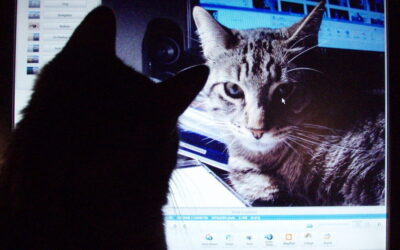Forscher enthüllen: Katzen sind die heimlichen Herrscher des Internets! Katze Computer