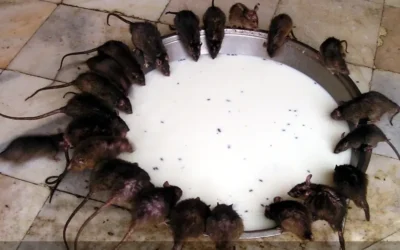 Leben im Kreis: Seltene Pi-Ratten entdeckt Leben im Kreis: Seltene Pi-Ratten entdeckt