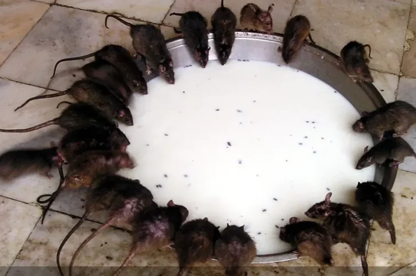 Leben im Kreis: Seltene Pi-Ratten entdeckt Leben im Kreis: Seltene Pi-Ratten entdeckt